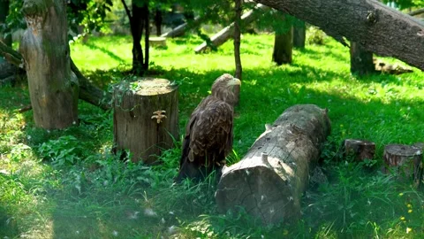 The eagle is sitting inside a large aviary on the grass and looking around Stock Footage 240580255