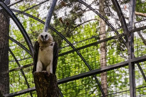 Eagle sitting on a log inside a cage - Berlin - Germany Stock Photos