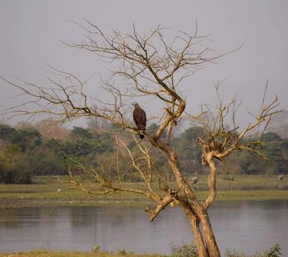 Eagle sitting Stock Photos