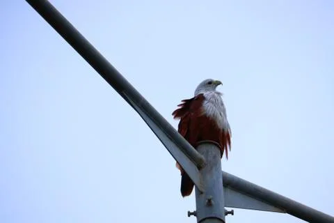 Eagle sitting on post and watching their surrounds Stock Photos