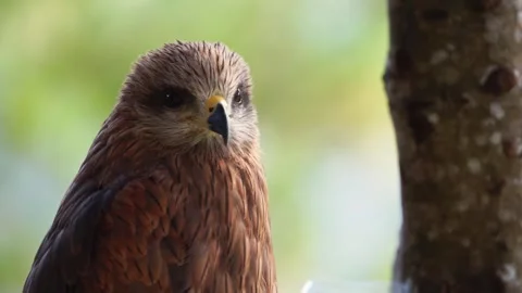 An eagle sitting quietly in a tree Stock Footage 338104528
