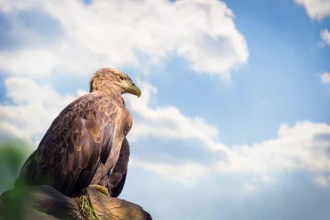 Eagle sitting on rock Stock Photos