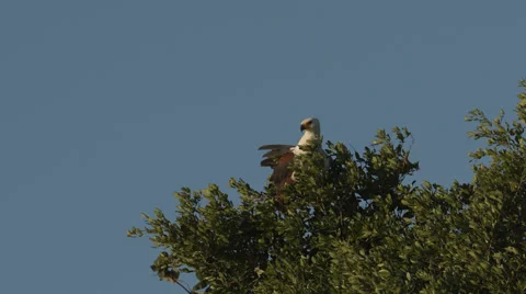 An Eagle sitting at the top of a tree and looking around 動画素材 53177956