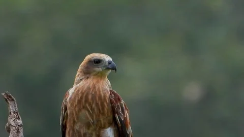 A eagle sitting in top of tree and watching around Stock Footage 115427580
