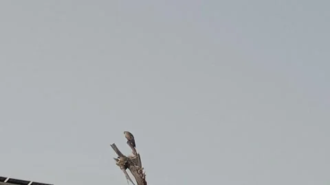 Eagle Sitting on a Tree Branch in Nature Stock Footage 346737679