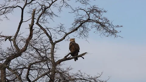 Eagle sitting on tree branch on sky background. Stock Footage 126444243