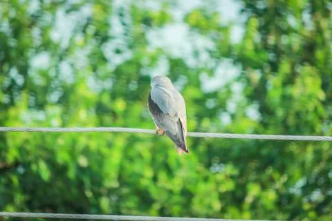 Eagle sitting on a wire Stock Photos