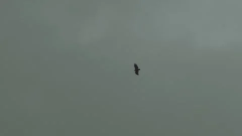 Eagle in the sky, bird flying in the sky, eagle flying Stock Footage 331852304