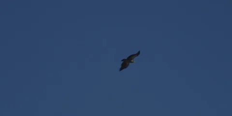 Eagle in Sky Stock Footage 104121204