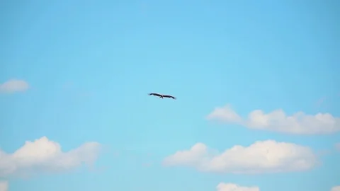 An eagle in the sky Video stock 111408784