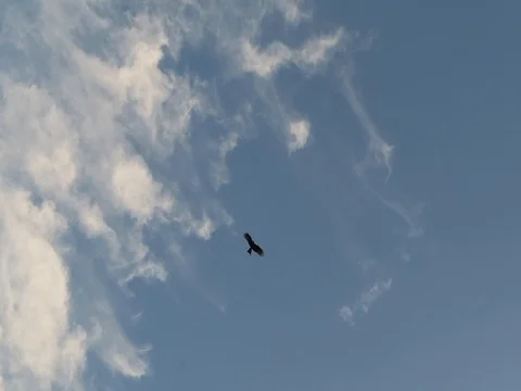 Eagle in the sky Stock Footage 115213842