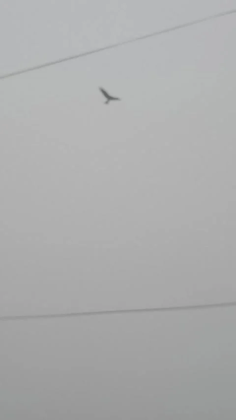 Eagle in sky Stock Footage 323578702