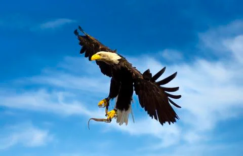 Eagle in the sky Stock Photos