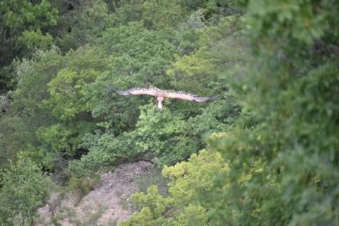 Eagle in the sky 库存照片