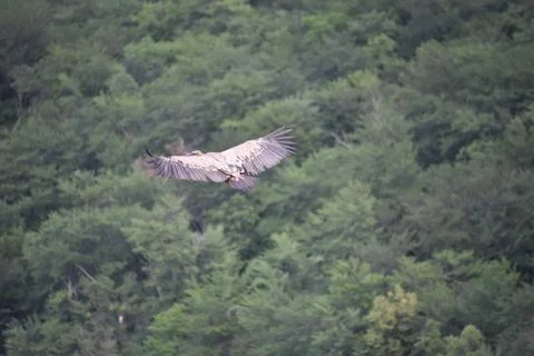 Eagle in the sky 库存照片