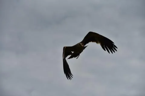 Eagle in the sky 库存照片