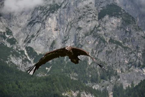 Eagle in the sky 库存照片