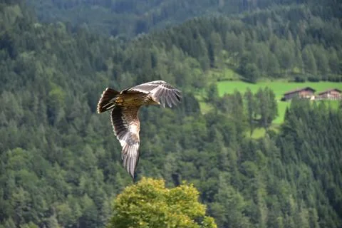 Eagle in the sky 库存照片