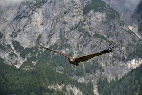 Eagle in the sky 库存照片