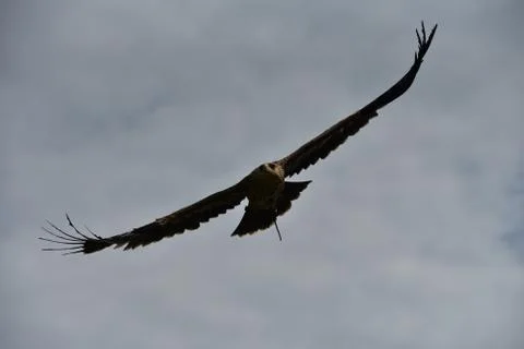 Eagle in the sky 库存照片