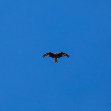Eagle in the sky Stock Photos