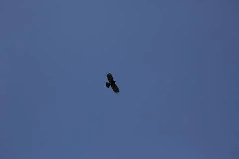 The eagle in the sky Stock Photos