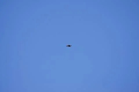 Eagle in the sky Stock Photos