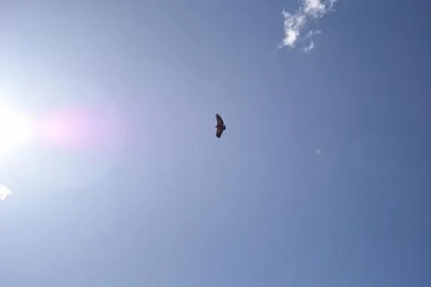 Eagle in the sky Stock Photos