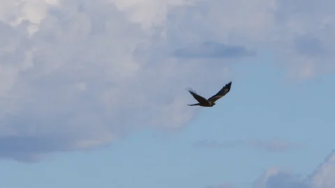 Eagle on sky in slow motion Vidéo 91670979