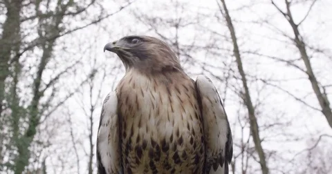 Eagle in Slow Motion 100 fps 4K Red Dragon RAW Stock-Footage 76419294