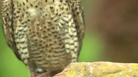 Eagle in slow motion 200fps Stock-Footage 23482843