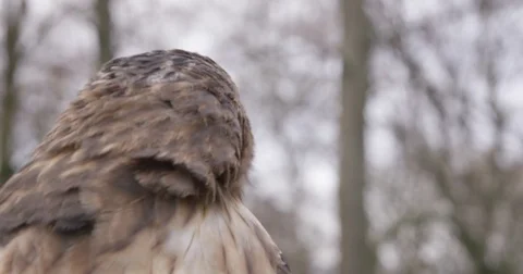 Eagle in Slow motion Close up Adler in Zeitlupe Stock-Footage 76398057