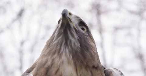 Eagle in Slow motion Close up Adler in Zeitlupe Stock-Footage 76418652