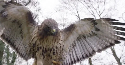 Eagle in Slow motion Wings Close up Adler in Zeitlupe Stock-Footage 76394939