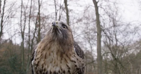 Eagle in Slow motion Wings Close up Adler in Zeitlupe Stock-Footage 76395105