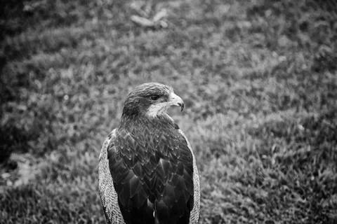 Eagle small park Stock Photos
