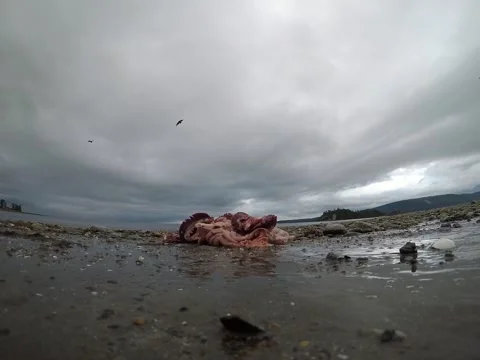 Eagle Snags and Soars with Camera, Skidegate, Haida Gwaii, Canada - 31 May 2019 Stock Footage 205214707