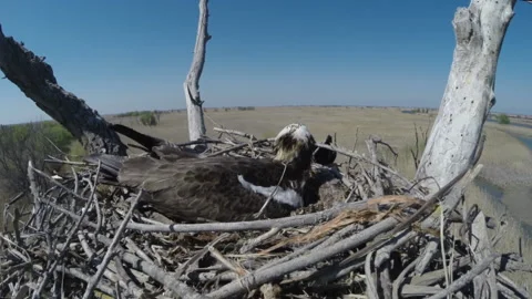 Eagle-snake-eater on a nest in a tree. Stock Footage 229114121
