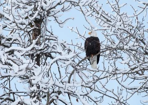 Eagle with snow covered branches Stock Photos
