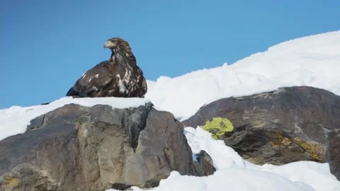 Eagle on the snow Stock Footage 235106500