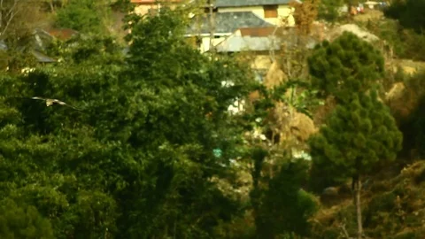 Eagle soaring against hillside Video stock 102774536