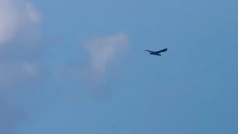 Eagle soaring in blue sky with white clouds Stock Footage 345681081