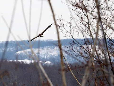 Eagle Soaring By Bluffs Stock Photos