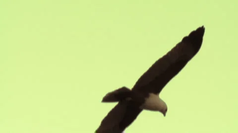 bald eagle vs brahminy kite