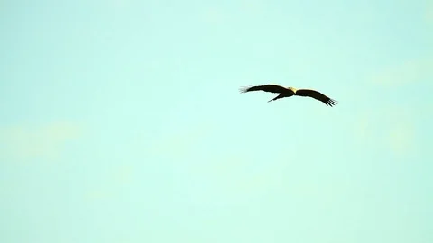 Eagle soaring in the bright sunny sky Video stock 102774355