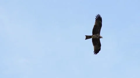 Eagle Soaring -  Cinematic Sharp Extremely Rare Shot Stock Footage