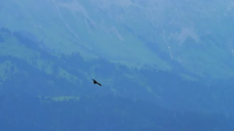Eagle soaring in flight over misty mountain range with pine forest Stock Footage 344694482