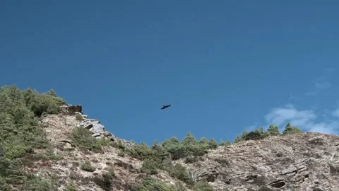 Eagle soaring flying. Eagle soars above the mountains Stock Footage 144862843