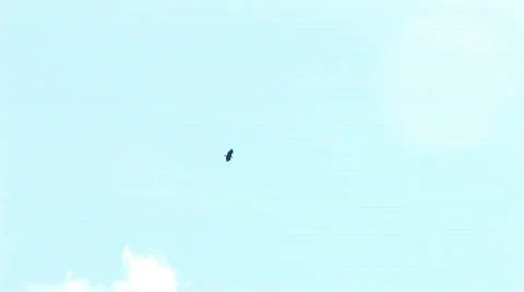 Eagle soaring Stock Footage 631151