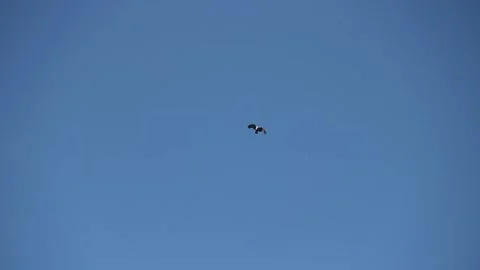 An eagle soaring Stock Footage 138494071